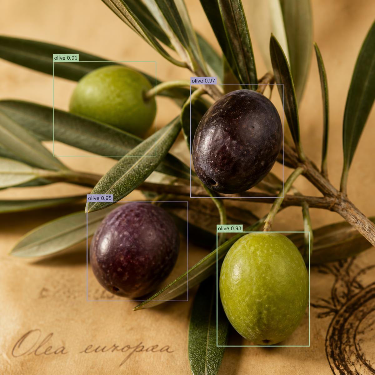 Computer vision detection on olives with confidence scores